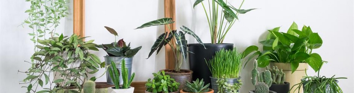 house plants